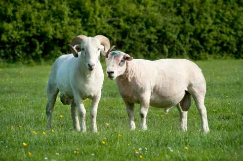 Two rams Stock Photos