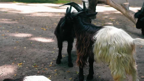 Two rams, young and old, scratch each other's backs and necks into a corral in a Stock Footage 134260386