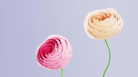 Two ranunculus flowers blooming closeup on soft lavender blue background, h.. Stock Footage 336087346