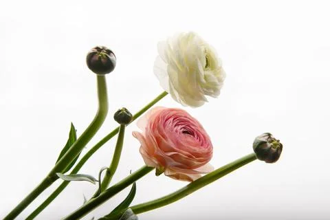 Two Ranunculus flowers on a white background. Horizontal photo. Style. Univer Stock Photos