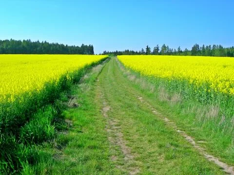 Two rape fields Stock Photos