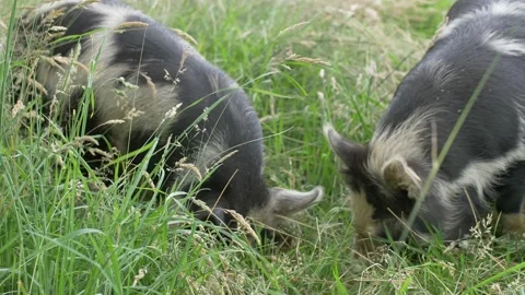Two Rare Breed Kune Kune Pigs Foraging Together Vídeo Stock 224335547