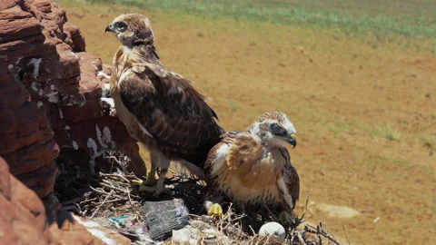 Two Rare Buzzard Hawk Fledglings and Bird Egg in Cliffside Nest Stock Footage 337557677