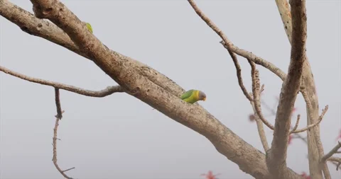 Two rare Grayheaded Parakeets in a tree Chitwan Naitonal Park Nepal Stock Footage 250472528