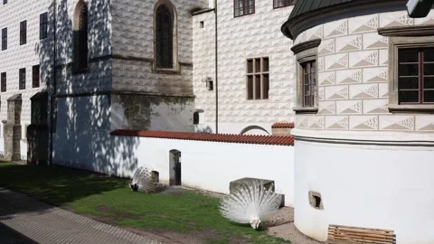 Two rare white peacocks proudly fan their feathers on castle lawn casting dramat Stock Footage 311130688