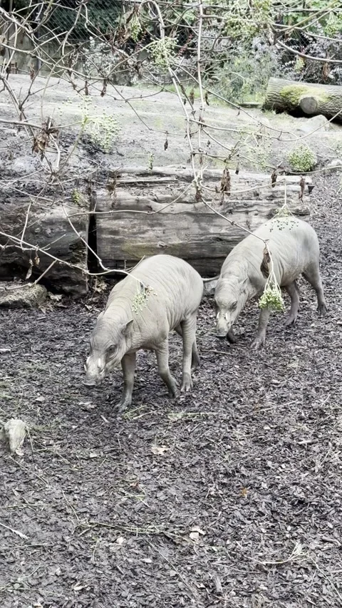 Two rare wild babirusas searching for food among fallen leaves and branches.. Stock Footage 341120632