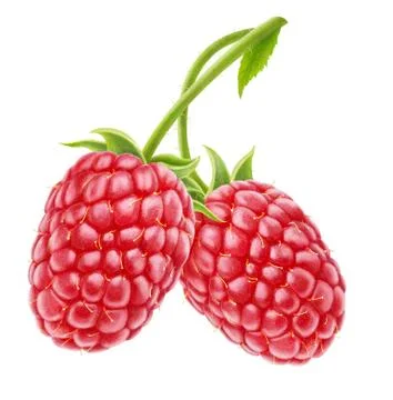 Two raspberries Stock Photos