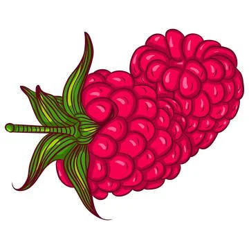 Two raspberries with tail Stock Illustration