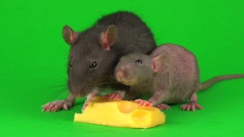 Two rat Dumbo Sphinx eats cheese on a Stock Video Pond5