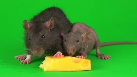 Two rat Dumbo Sphinx eats cheese on a gr... | Stock Video | Pond5