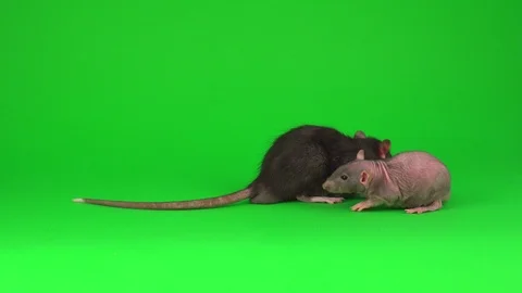 Two rat Dumbo Sphinx on green screen background Stock Footage 112779957