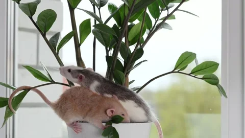 Two rats are sitting in a pot with a houseplant Stock Footage 273096309