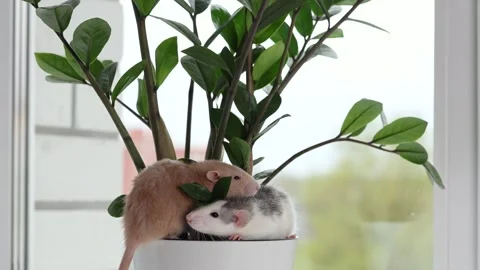 Two rats are sitting in a pot with a houseplant. Stock Footage 273096813