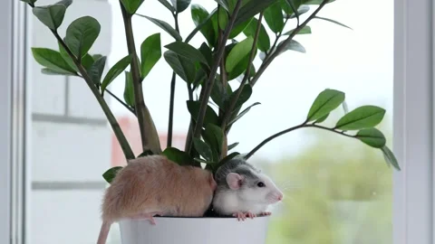 Two rats are sitting in a pot with a houseplant Stock Footage 273096967