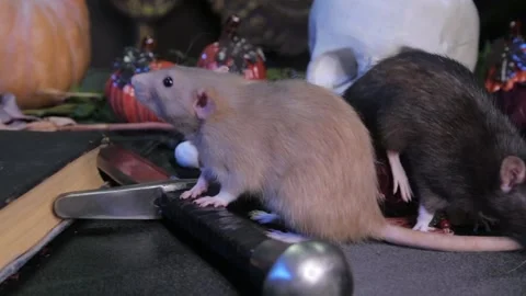 Two rats, black and white, are crawling on a table with pumpkins, skull Stock Footage 155549645