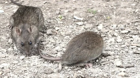 Two rats foraging for food. Stock Footage 53245183