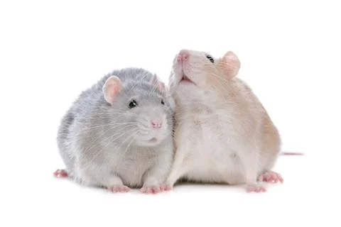 Two rats Foto stock