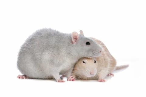 Two rats Stock Photos