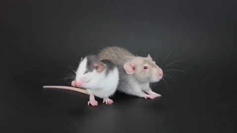 Two rats sit on a black background and wash themselves Stock Footage 262352737