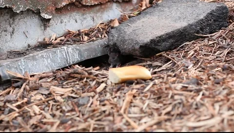Two rats sniff from the hole Vídeo Stock 6423407
