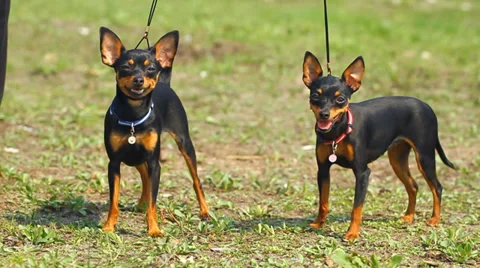 Two Ratters on the green grass Video stock 34147794