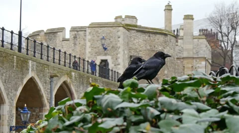 Two raven on the park of the tower Stock Footage 48038136