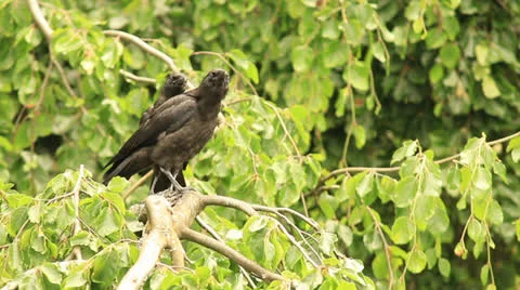 Two raven on tree Vidéo 24617646