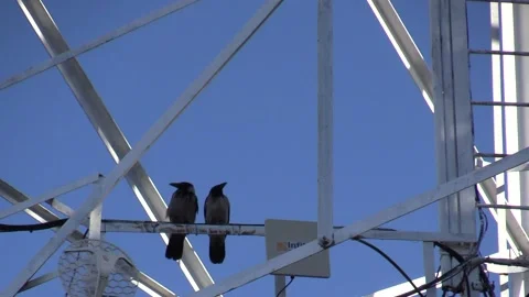 Two ravens are sitting on a cell tower Video stock 135077114
