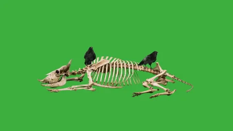 Two Ravens on a Bison skeleton green screen Stock Footage 341531533