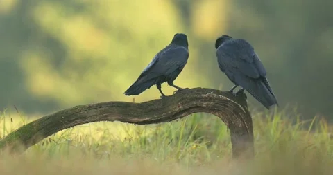 Two Ravens On Branch. Autumn Background. 4k Stock Footage 162410821