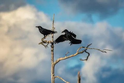Two ravens in a dead tree Stock Photos