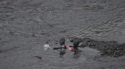 Two ravens eating dead salmon Stock-Footage 64330291