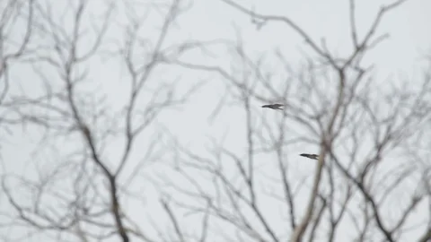 Two ravens flies in the branches of a tree and in the sky Stock Footage 107968139