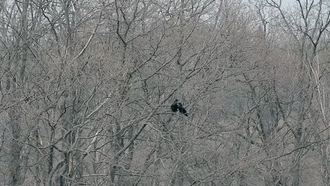 Two ravens flirting in the branches of a tree Stock Footage 107968332