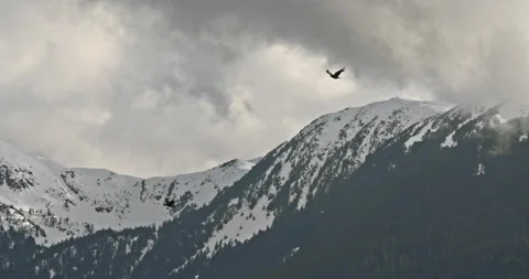 Two Ravens Fly Past Scenic Cloudy Forest Mountains in Alaska slowmo Stock Footage 220638334