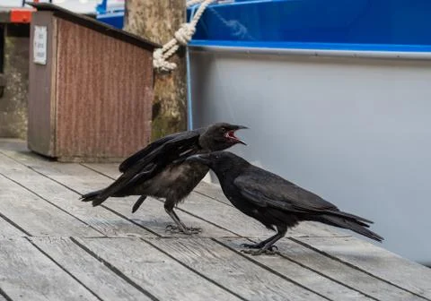 Two ravens on a jetty Stock Photos