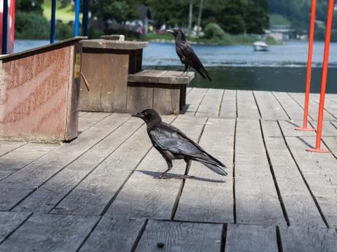 Two ravens on a jetty Stock Photos