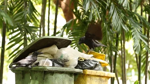 Two ravens looking for food in waste bins. Big smart black birds rake up the Stock Footage