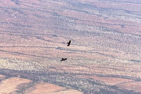 Two Ravens At Play Stock Photos