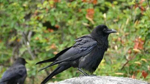 Two Ravens Sitting On Rock In Forest - Close Up Stock Footage 152744163