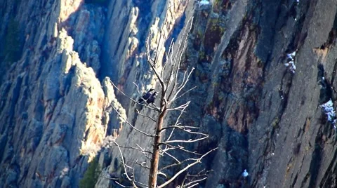 Two Ravens In Tree Stock Footage 44807057