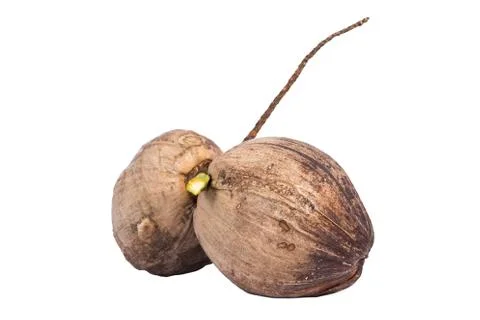Two raw coconuts Stock Photos