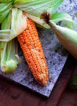 Two raw corn seeds with one half opened cover Stock Photos