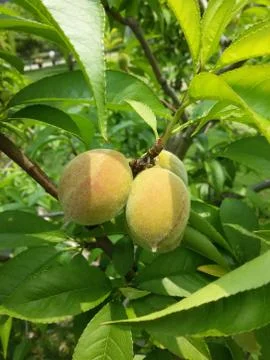 Two raw peaches on the tree Stock Photos