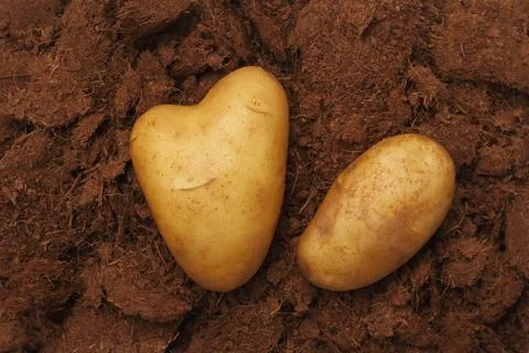 Two raw potatoes in the ground. Stock-Fotos