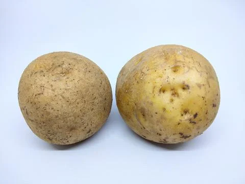 Two raw potatoes, with the skin texture cracked and slightly peeling. Stock Photos