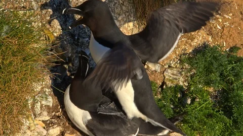 Two Razorbill mating on cliff top next to sea Stock Footage 108863774