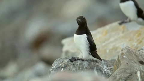 Two Razorbills scanning the ground at the Arctic circle 库存影片 290161266
