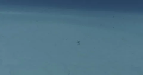 Two razorfish hiding in a sandy seabed Stock Footage 303385618