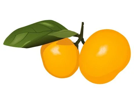 Two realistic vector mandarins on a branch with leaves Stock Illustration